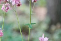 Growing Columbine: Complete Guide to Planting and Care