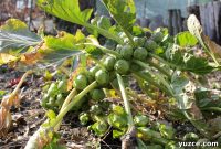 Growing Brussels Sprouts: Complete Guide for Bigger Harvests