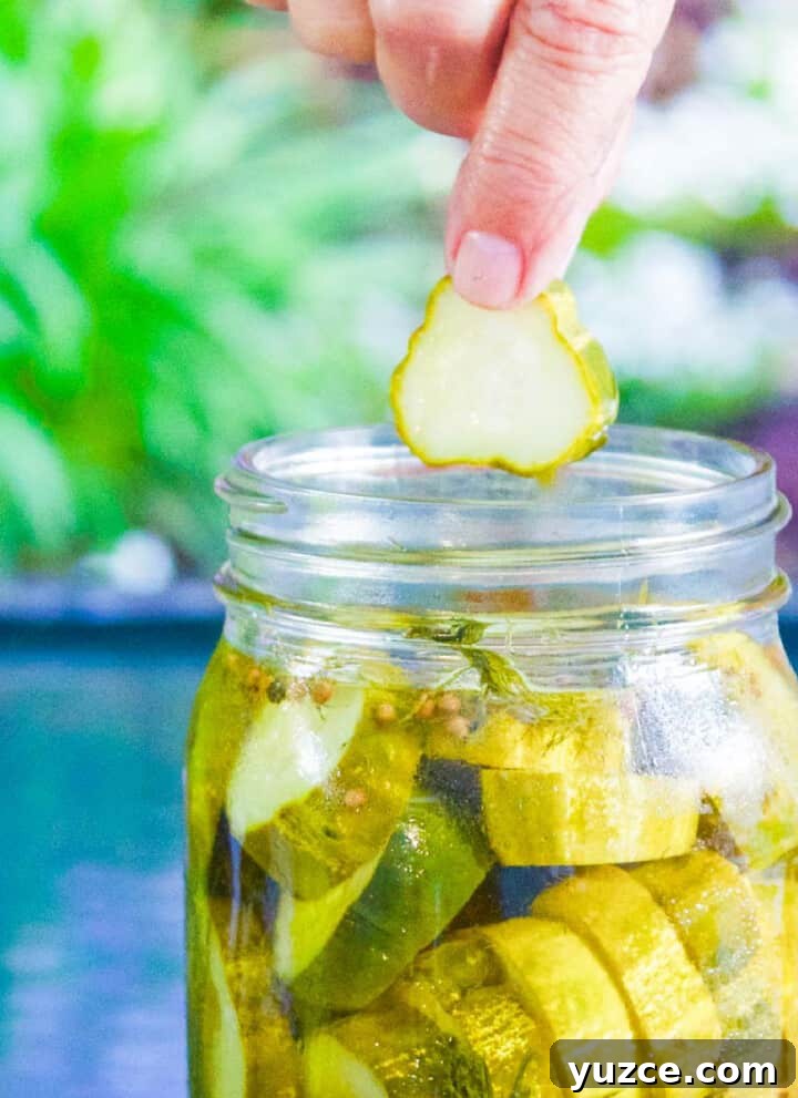 A person pulling a dill pickle chip out of a clear glass canning jar of homemade pickles.