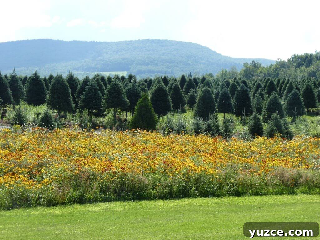 Top Outdoor Activities to Experience in Vermont 2 Beautiful Summer In Vermont