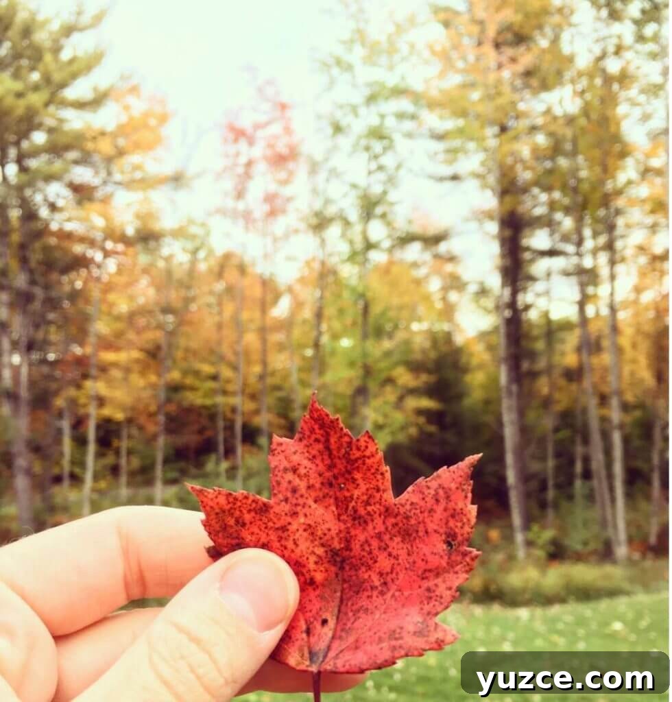 Top Outdoor Activities to Experience in Vermont 9 Outdoor Activity: leaf peepipng in Vermont