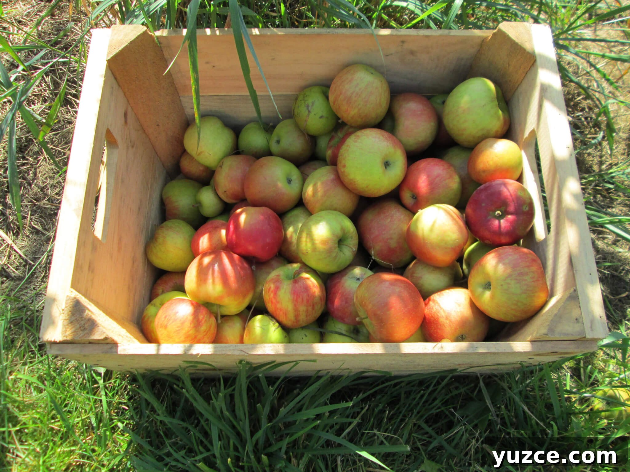 Top Outdoor Activities to Experience in Vermont 10 Outdoor Activity: Apple Picking in Vermont