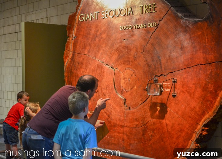 Inside Boston's Museum of Science: Exhibits, Tips & Highlights 20 Museum of Science tree