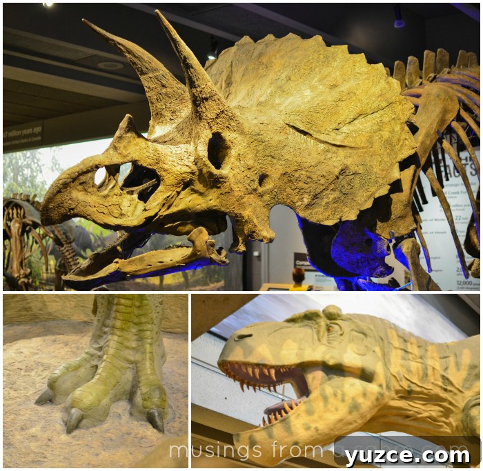 Inside Boston's Museum of Science: Exhibits, Tips & Highlights 9 Museum of Science Dinosaurs