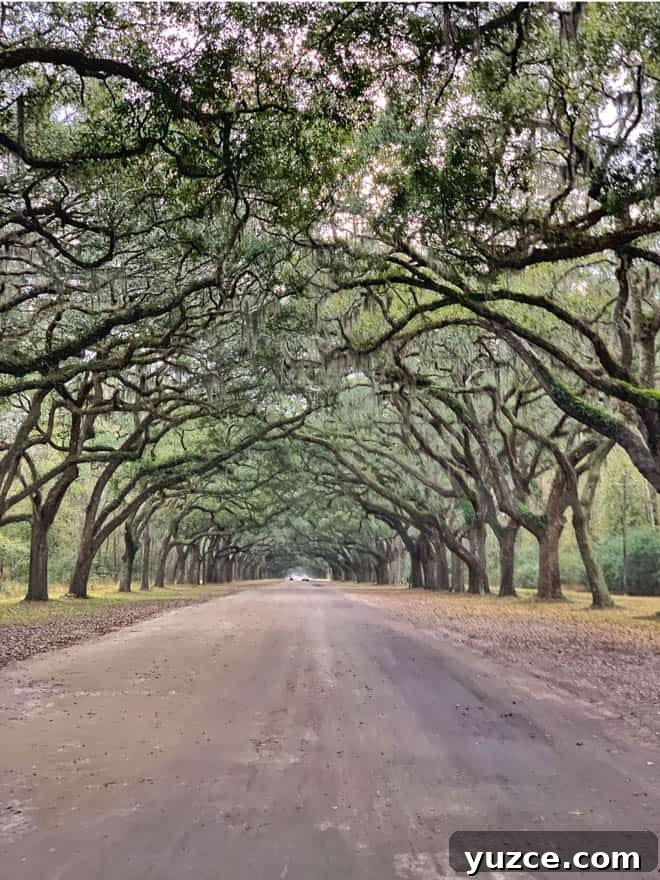 Top Things to Do in Savannah, Georgia — Guide to Must-See Sights 17 entrance to Wormsloe Plantation