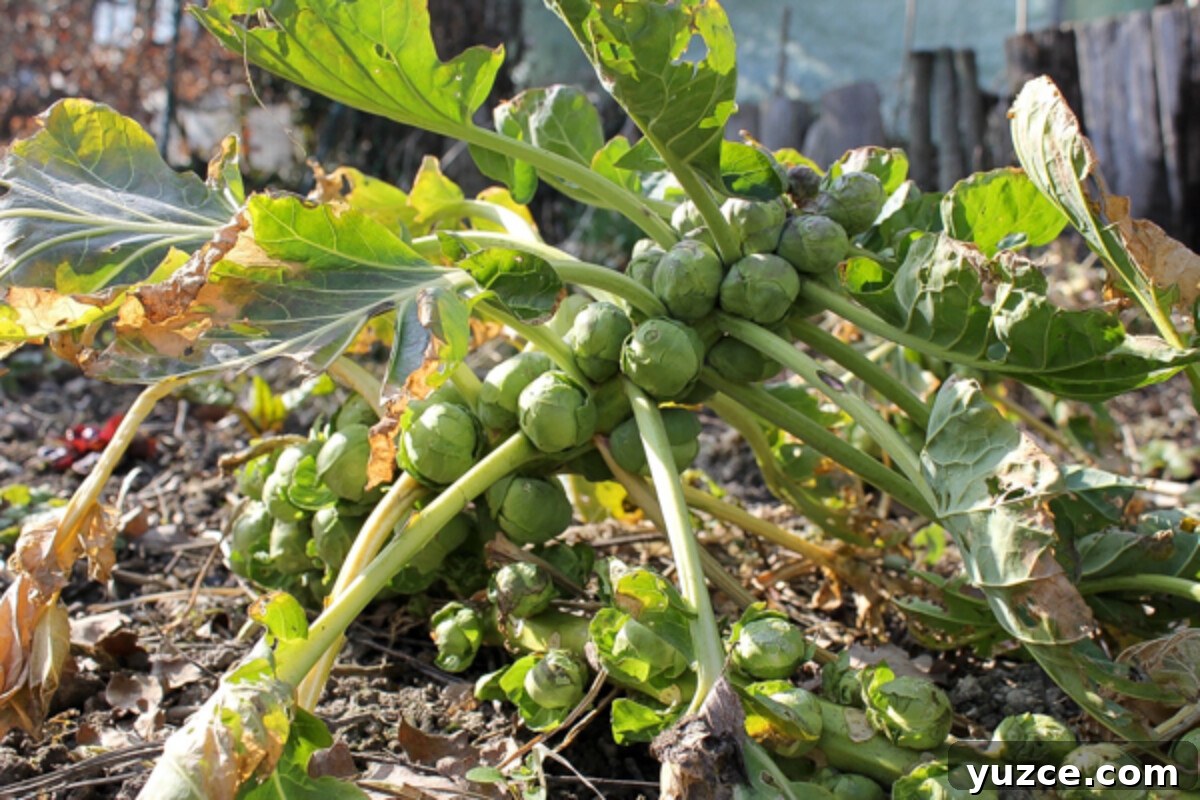 Growing Brussel Sprouts