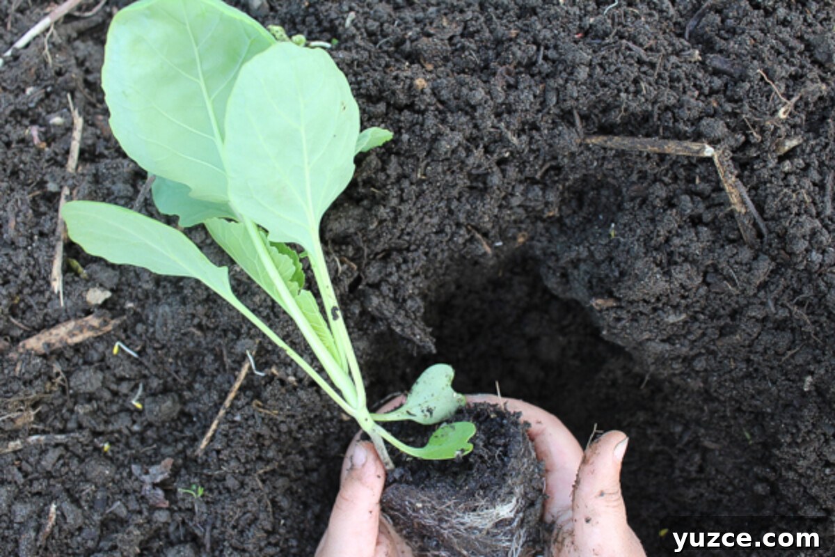 Transplanting a brussels sprout plant into our garden in late May.