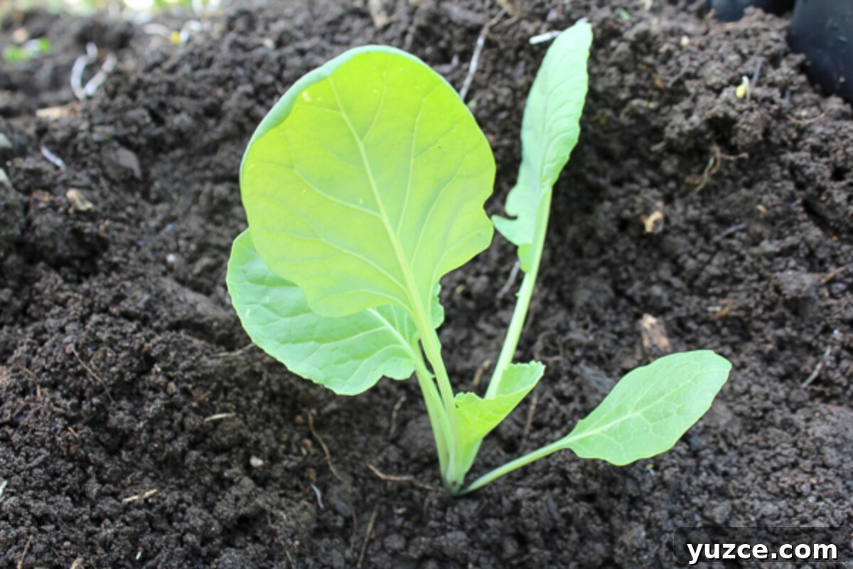 Brussel Sprout Seedling