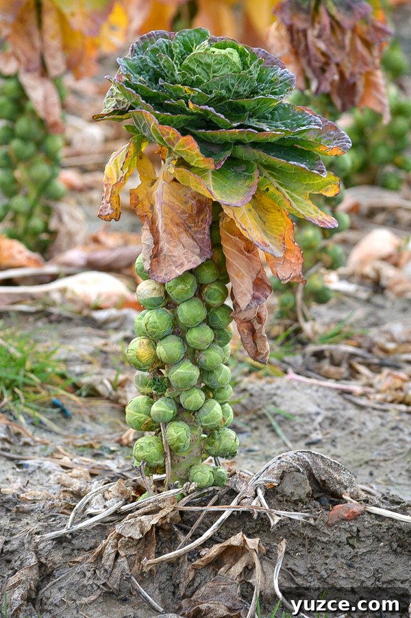 Brussel Sprout Plant