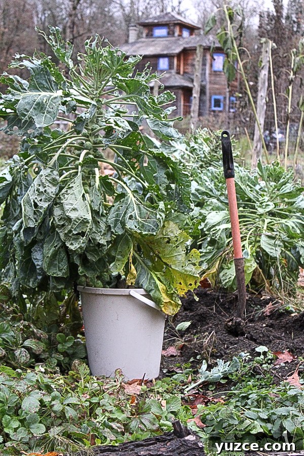 Overwintering Brussel Sprout Plants Indoors in containers