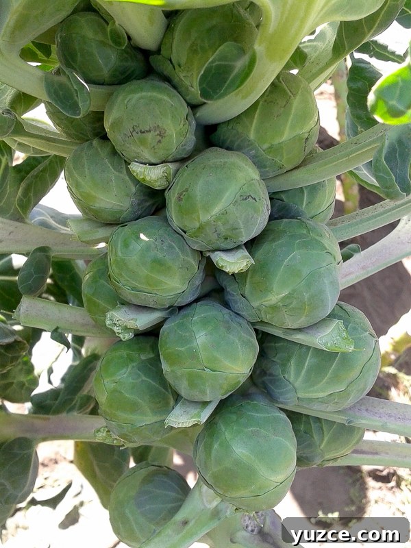 Harvesting Brussel Sprouts