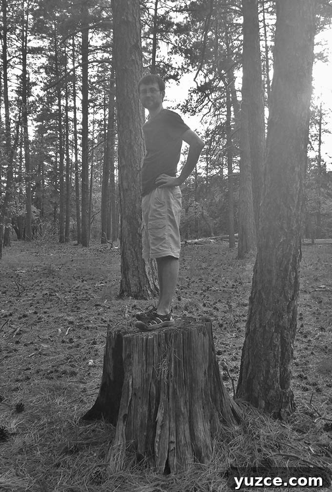 Spotted a Bear in Arizona: Where and What to Know 11 Arizona trip 11