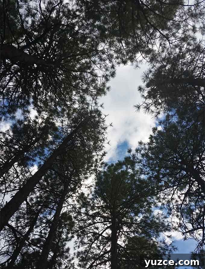 Arizona Trip 12
