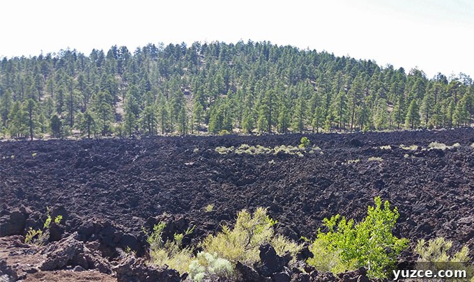Spotted a Bear in Arizona: Where and What to Know 16 Arizona Trip 15