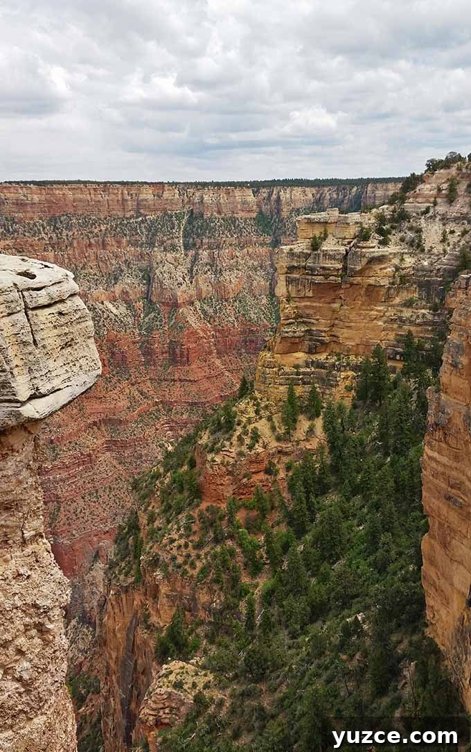 Spotted a Bear in Arizona: Where and What to Know 20 Arizona Trip 19