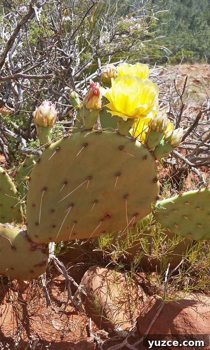 Spotted a Bear in Arizona: Where and What to Know 25 Arizona Trip 22