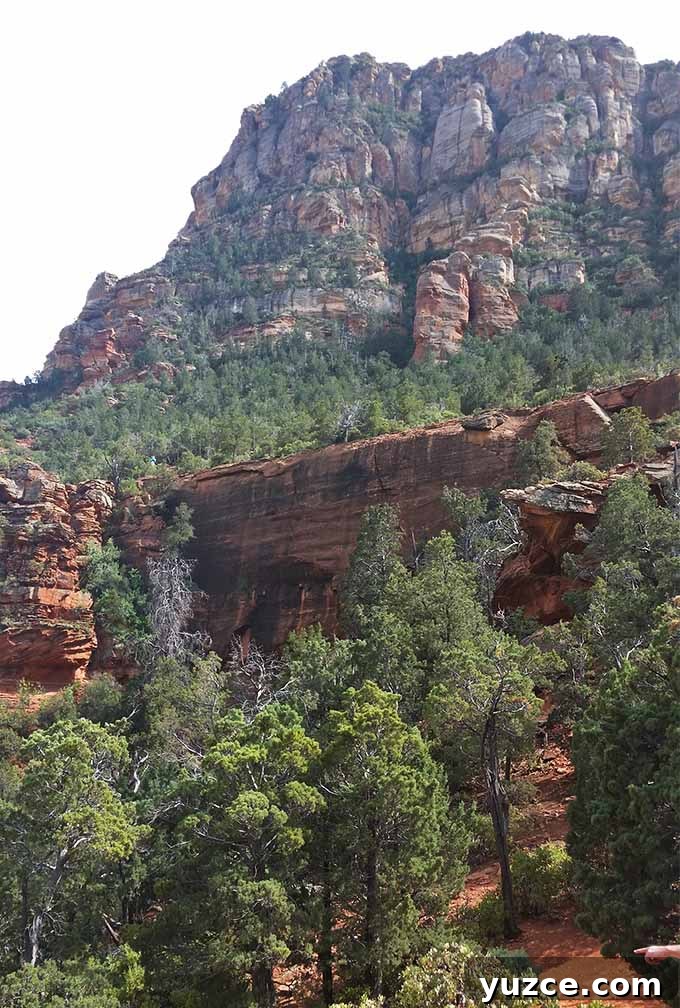 Spotted a Bear in Arizona: Where and What to Know 27 Arizona Trip 23