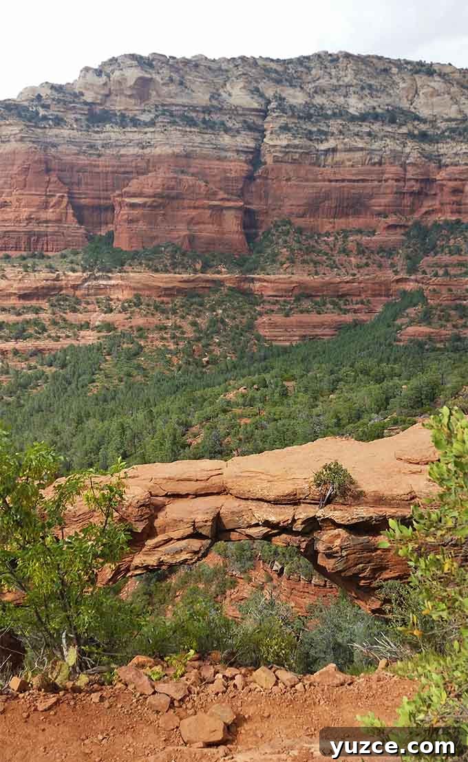 Spotted a Bear in Arizona: Where and What to Know 28 Arizona Trip 28
