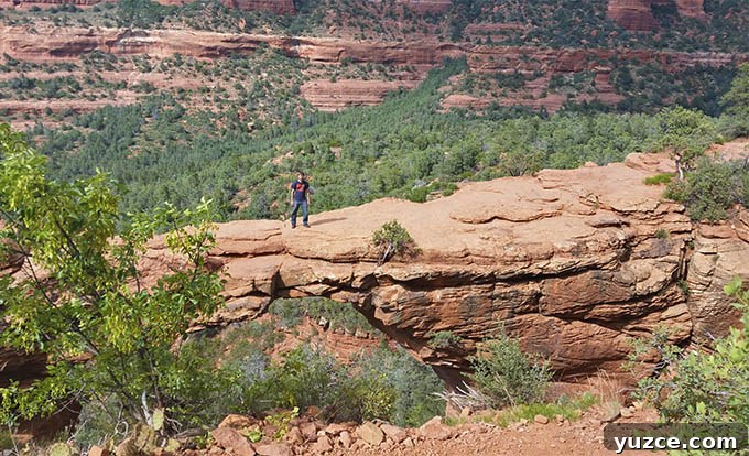 Spotted a Bear in Arizona: Where and What to Know 29 Arizona Trip 27