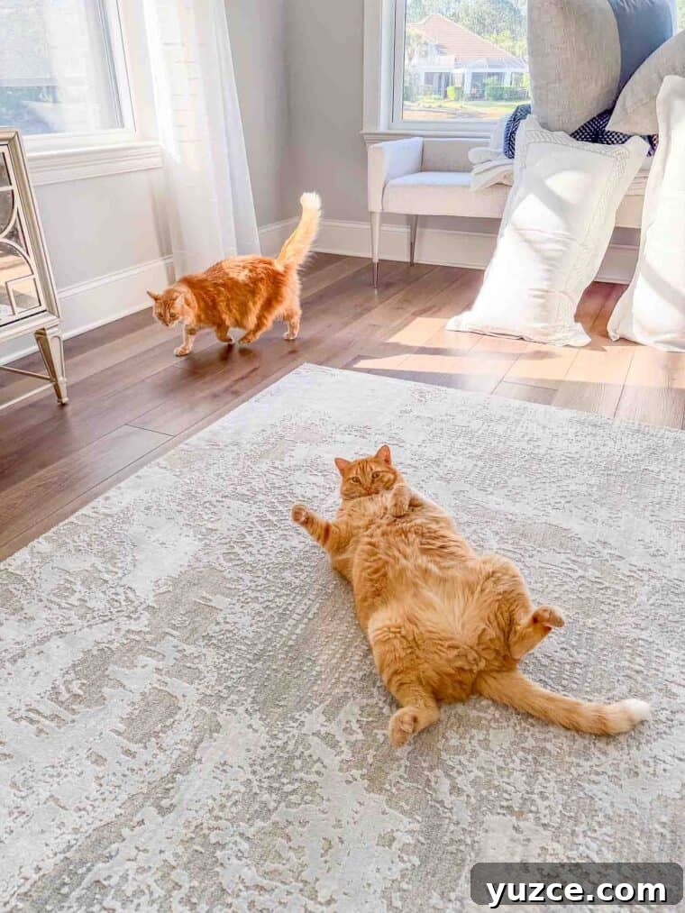 Meow Monday: Cute Cat Photos and Tips to Brighten Your Week 2 Mack and Mango