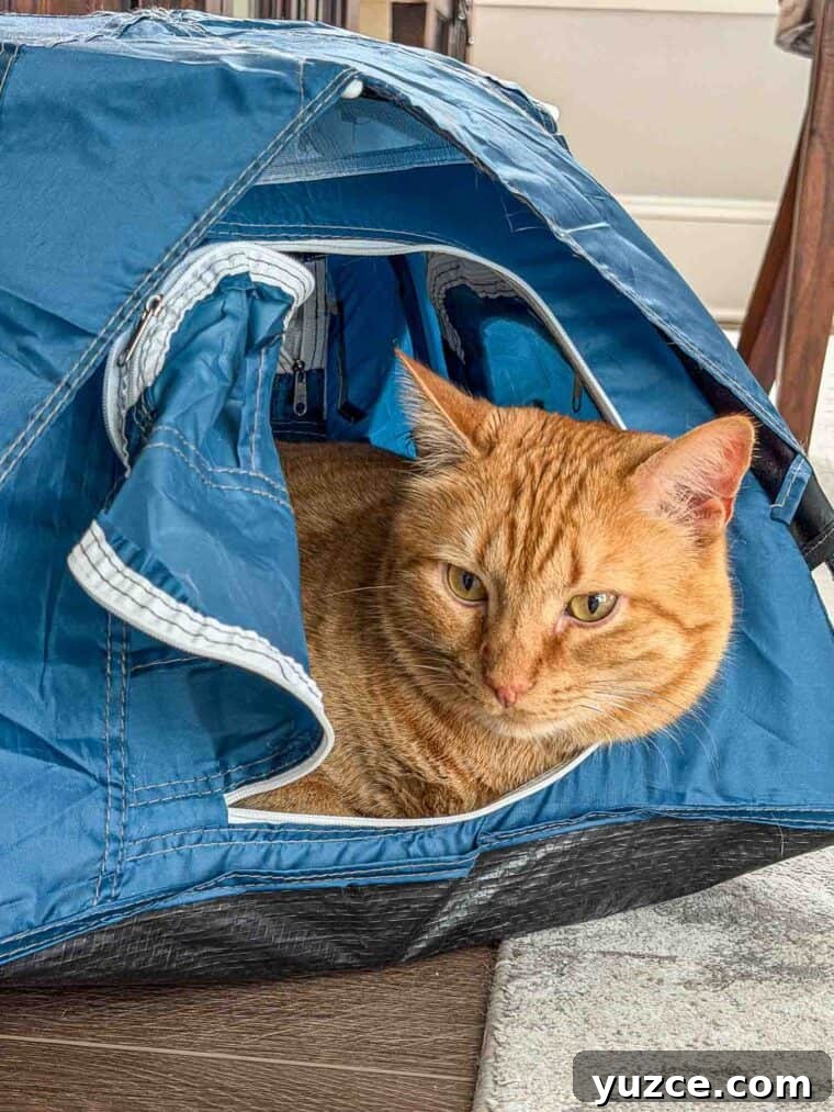 Meow Monday: Cute Cat Photos and Tips to Brighten Your Week 4 Mack in his tent