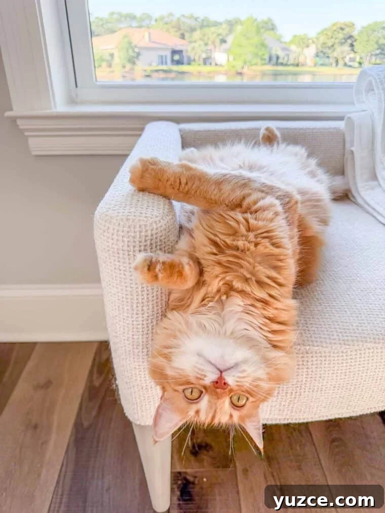 Meow Monday: Cute Cat Photos and Tips to Brighten Your Week 6 Mango asking for belly rubs