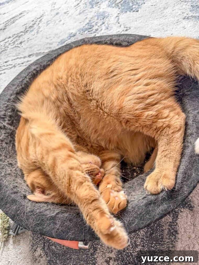 Meow Monday: Cute Cat Photos and Tips to Brighten Your Week 7 Cat napping in a bowl