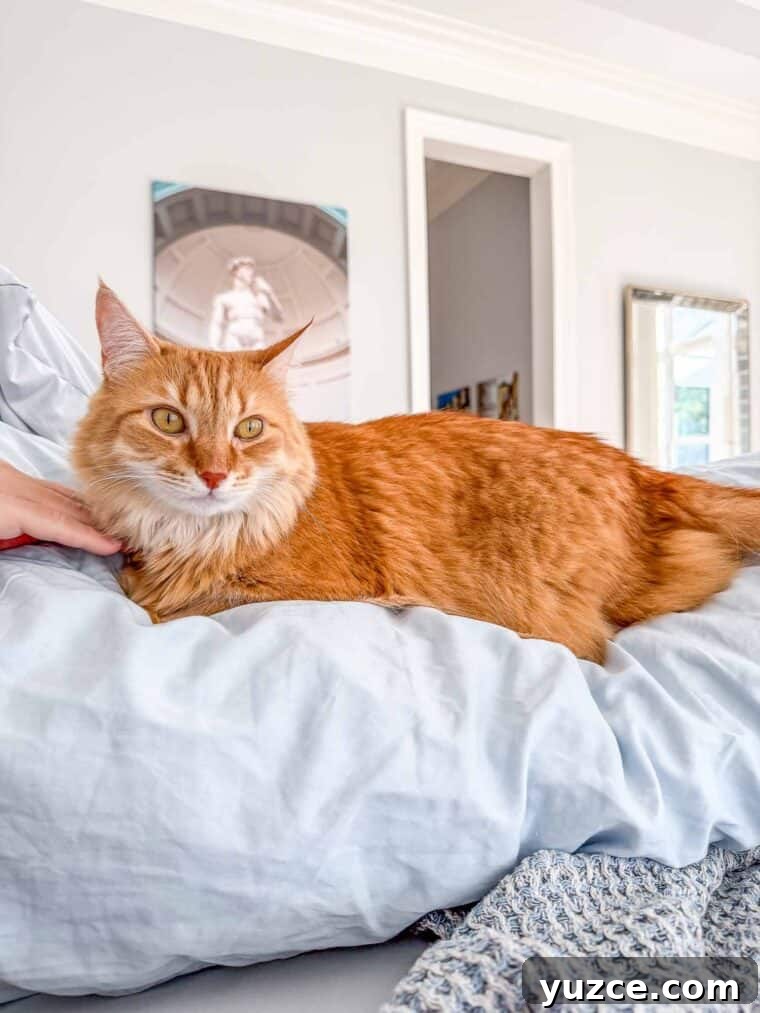 Meow Monday: Cute Cat Photos and Tips to Brighten Your Week 8 Mango on a body pillow